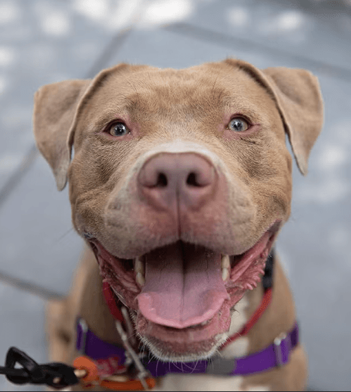 Daisy (Example Listing) the Pit Bull Terrier