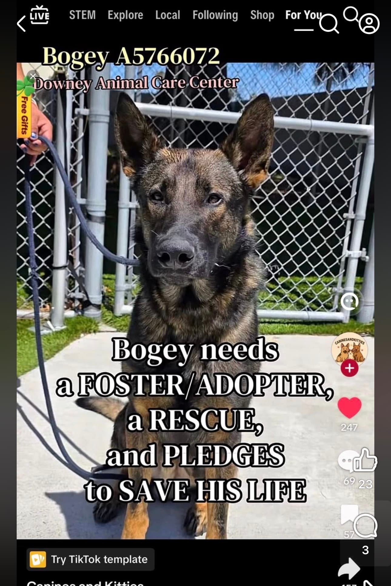 Bogey